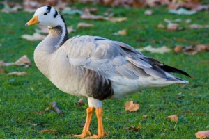 Górski gus Górski gus